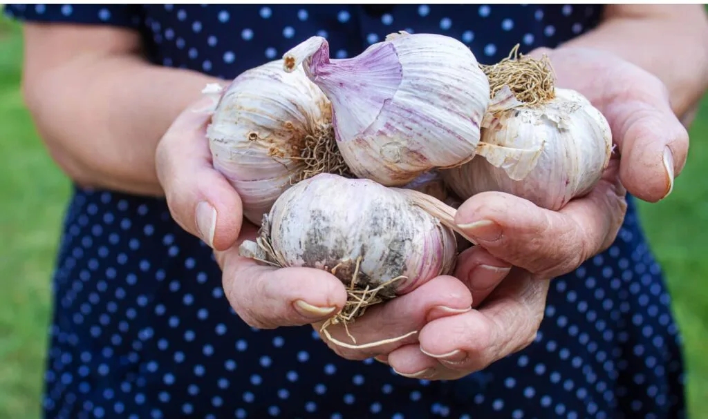 How To Grow Garlic Organically