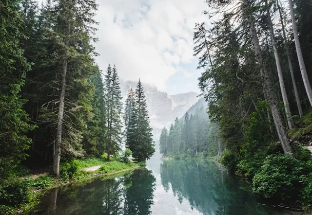 How Does The Restoration Of Our Forests Affect Our Health? 5 Fascinating Insights